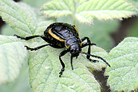 Arima marginata Arima marginata